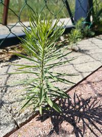 High angle view of potted plant on field