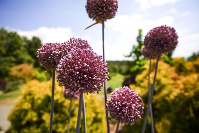 Close-up of pink flowering plant on field against sky