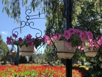 Close-up of pink flowering plants in park