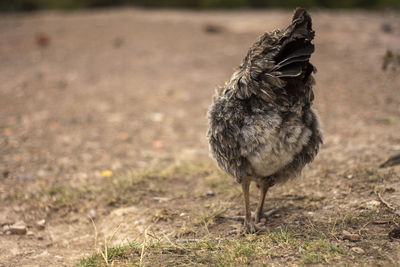 Close-up of a bird