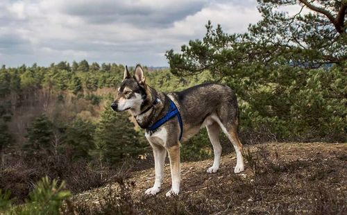 Side view of a dog