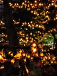 Close-up of illuminated christmas tree at night