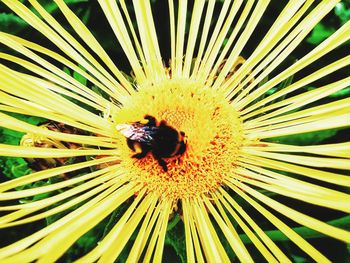 Close-up of bee pollinating on flower