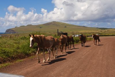 Horses in a field