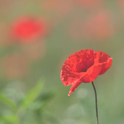 Close-up of red poppy flower