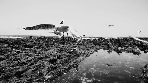 Gray heron flying over sea against clear sky