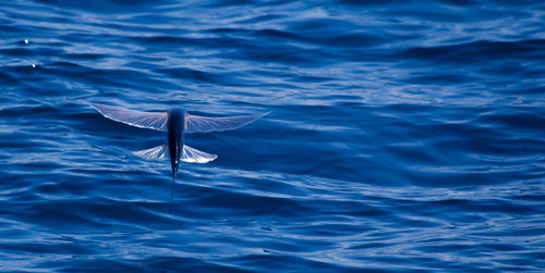 High angle view of a bird flying over sea