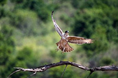 Close-up of bird flying against blurred background