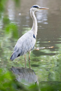 High angle view of gray heron in water