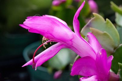 Close-up of pink rose flower