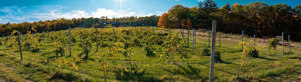 View of vineyard against sky