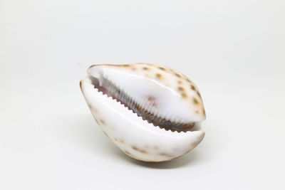 Close up of shell over white background