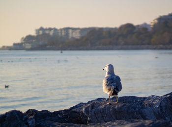 Seagull perching on rock by sea against sky