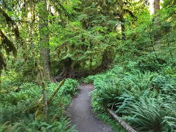 Dirt road amidst trees in forest