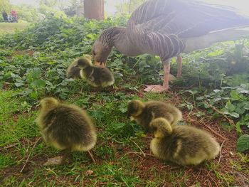 Ducks on field