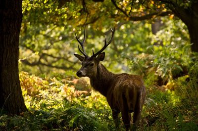 Lion standing in forest