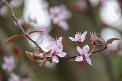 Close-up of pink flowers blooming on tree