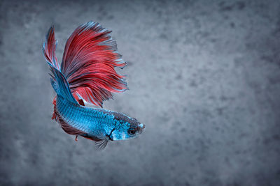 Close-up of fish swimming in sea