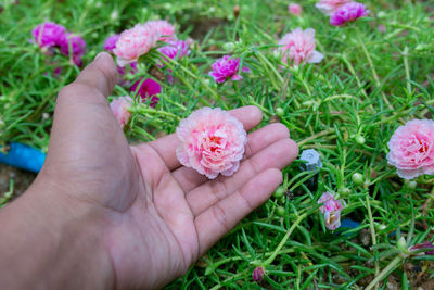 Close-up of hand holding pink flowering plants