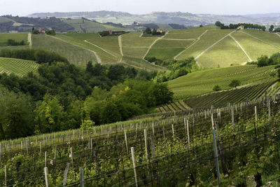 Scenic view of vineyard