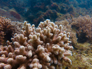 Close-up of coral in sea