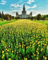 Flowers on field against moscow state university