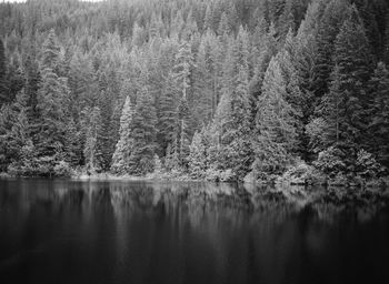 Reflection of trees in lake