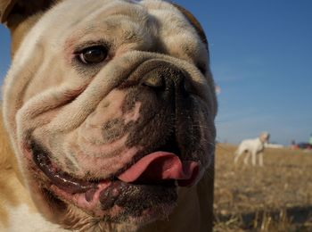 Close-up of dog sticking out tongue against sky