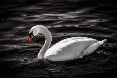 Swan floating on lake