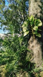 Low angle view of tree