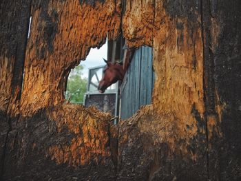 Squirrel on tree trunk