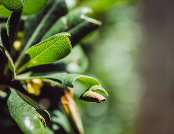 Close-up of green leaves