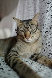 Portrait of cat resting on bed