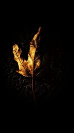 Close-up of dry maple leaf against black background