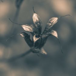 Close-up of plant against blurred background