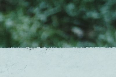 Snow covered trees