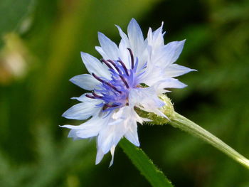 Close-up of purple flower