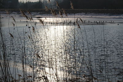 Scenic view of lake