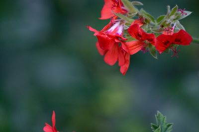 Close-up of red flowers