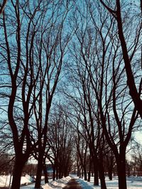 Bare trees against sky during winter