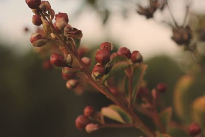 Close-up of flowering plant