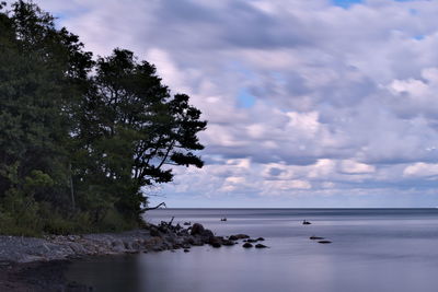 Trees at sea shore against cloudy sky