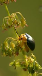 Close-up of insect on plant