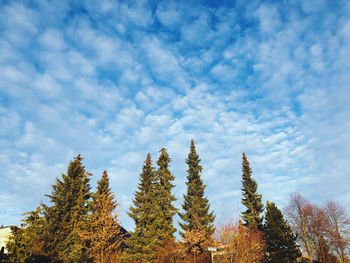 Low angle view of trees against sky