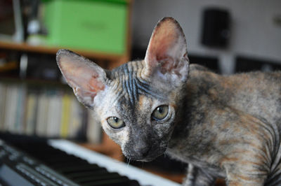 Close-up of green eyed sphynx kitten sitting on piano