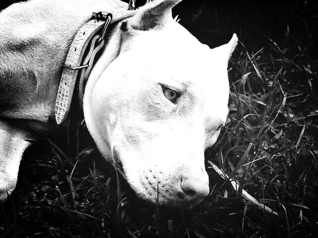 domestic animals, animal themes, one animal, mammal, grass, dog, pets, close-up, field, portrait, looking at camera, animal head, animal body part, one person, high angle view, part of, day, relaxation, grassy, lying down