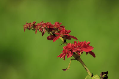 Close-up of red maple leaves on plant