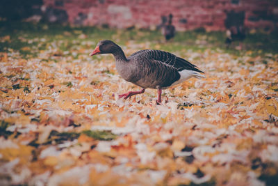 Bird on field during autumn