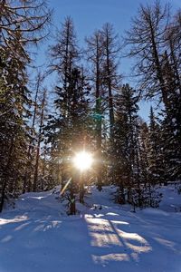 Trees on snow covered field against sky