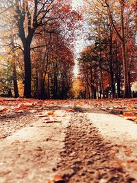 Surface level of road amidst trees during autumn